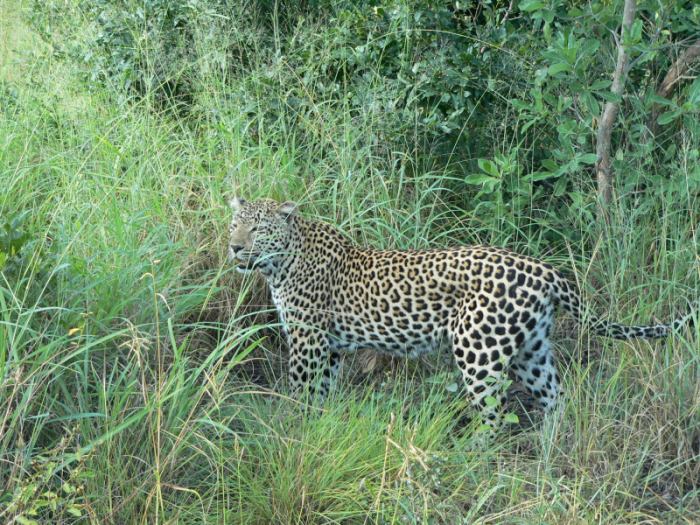 Leopard in voller Schönheit