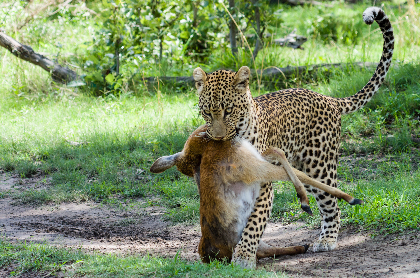 Leopard in Xakanaxa 2