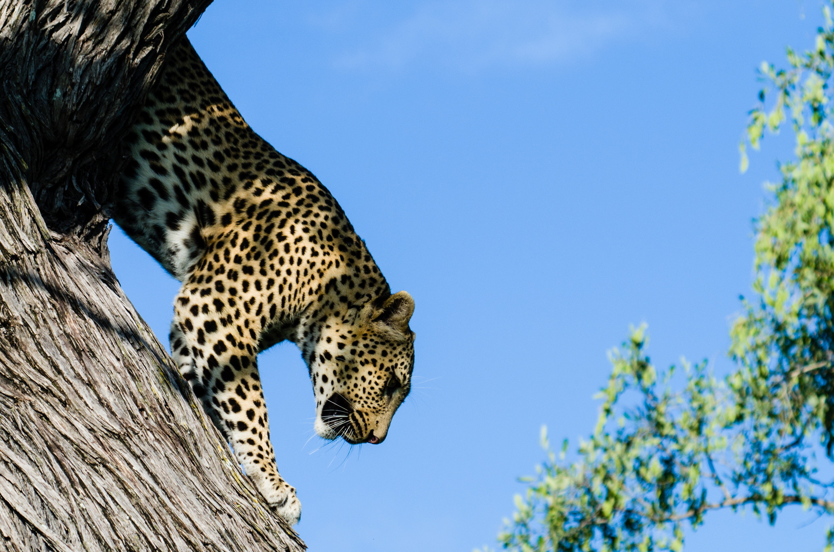 Leopard in Xakanaxa