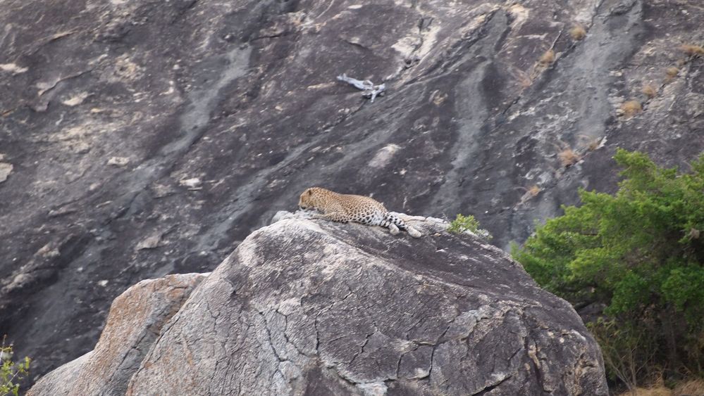 Leopard in Yala