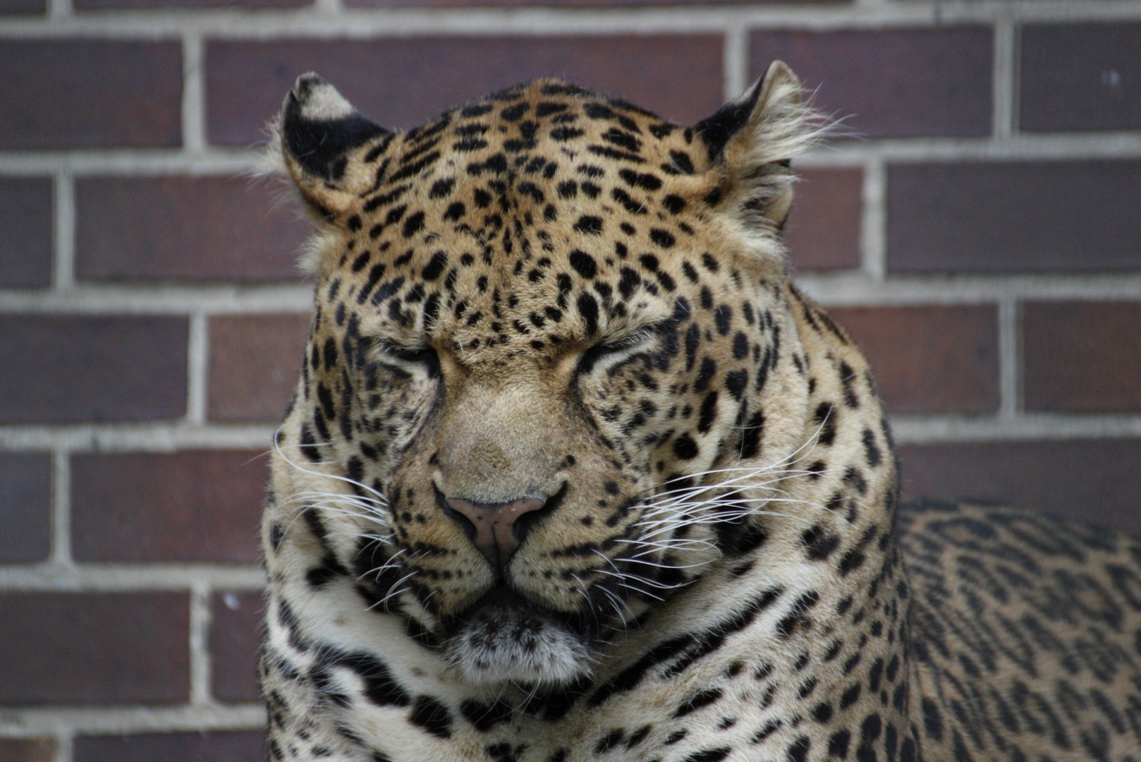 Leopard ist ein bisschen müde