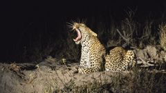 Leopard ist posing