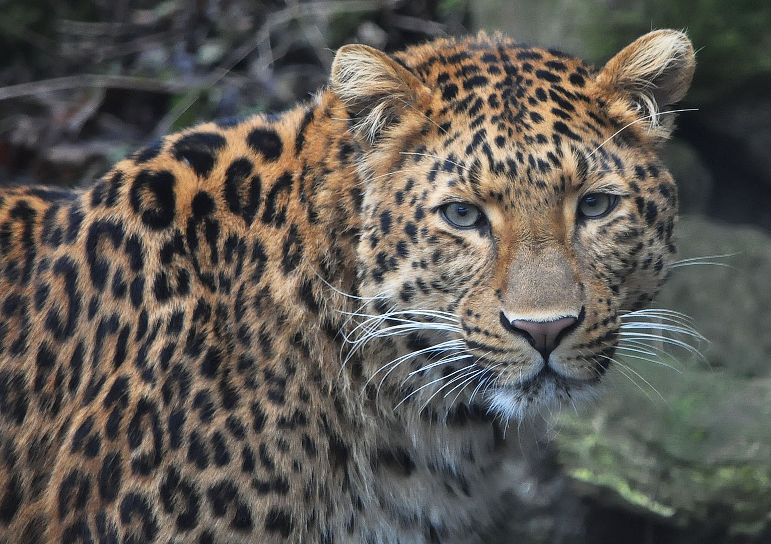 Leopard JULIUS - Tierpark München "Hellabrunn"