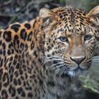 Leopard JULIUS - Tierpark München "Hellabrunn"