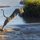 Leopard Jump II -Maasai Mara Dezember 2023