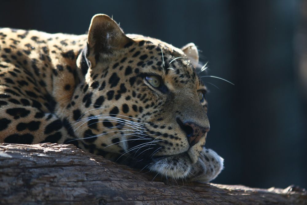 Leopard - Jungle Park auf Teneriffa