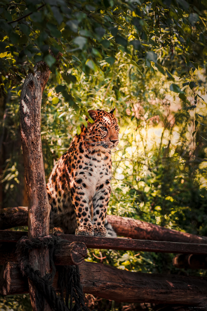 Leopard Junior