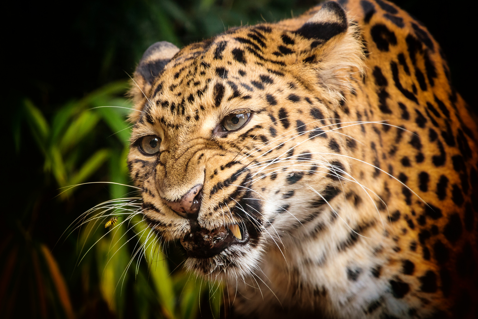 Leopard kämpft mit einer Wespe (captive)