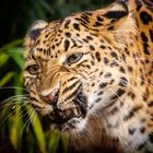 Leopard kämpft mit einer Wespe (captive)