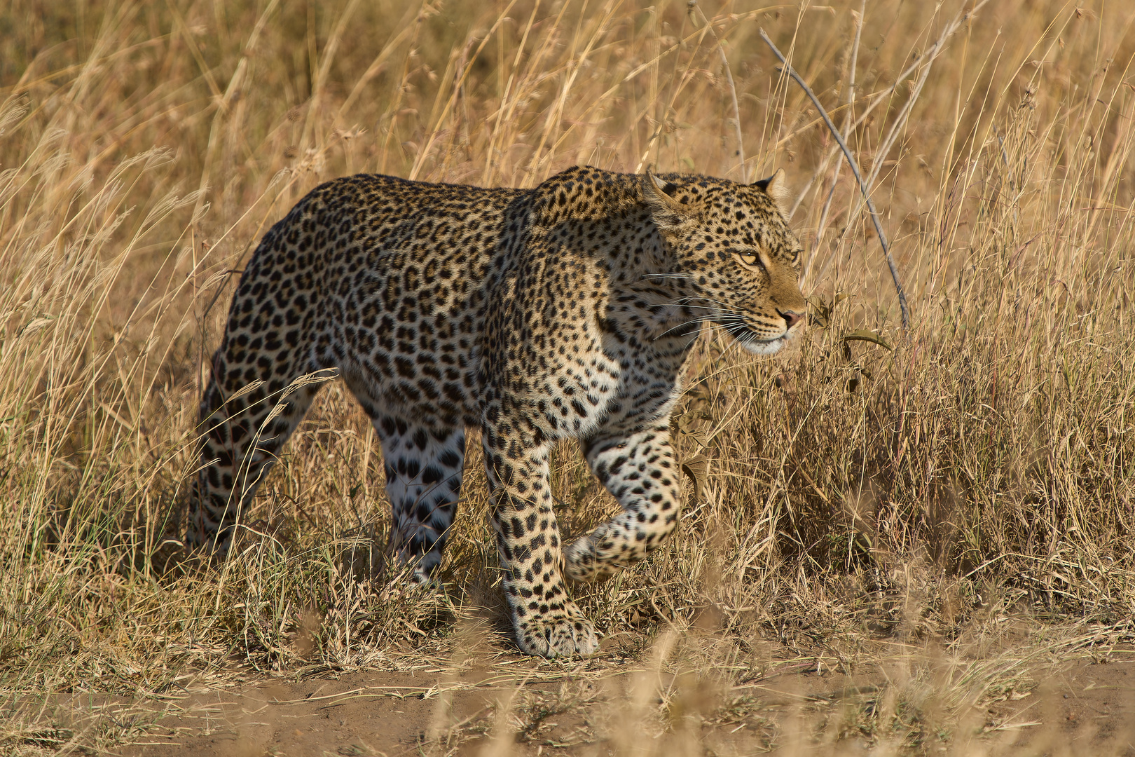 Leopard keht heim