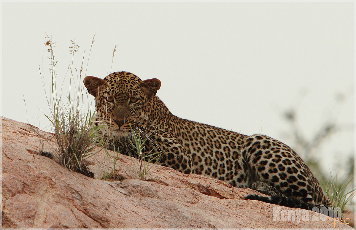 Leopard - Kenia 2010