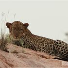 Leopard - Kenia 2010