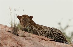 Leopard - Kenia 2010