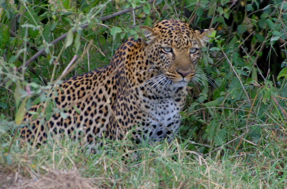 Léopard Kenya