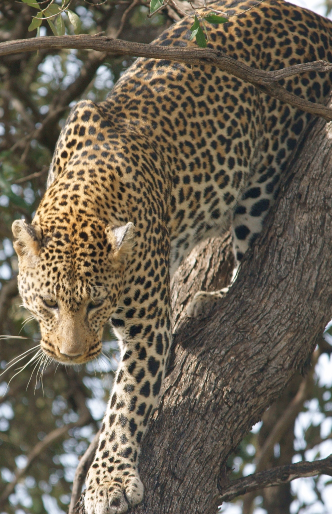 Leopard-Kenya`08