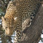 Leopard-Kenya`08