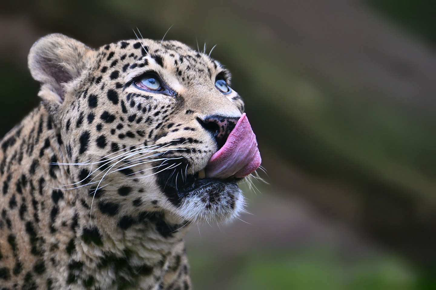 Leopard, Kölner Zoo