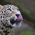 Leopard, Kölner Zoo