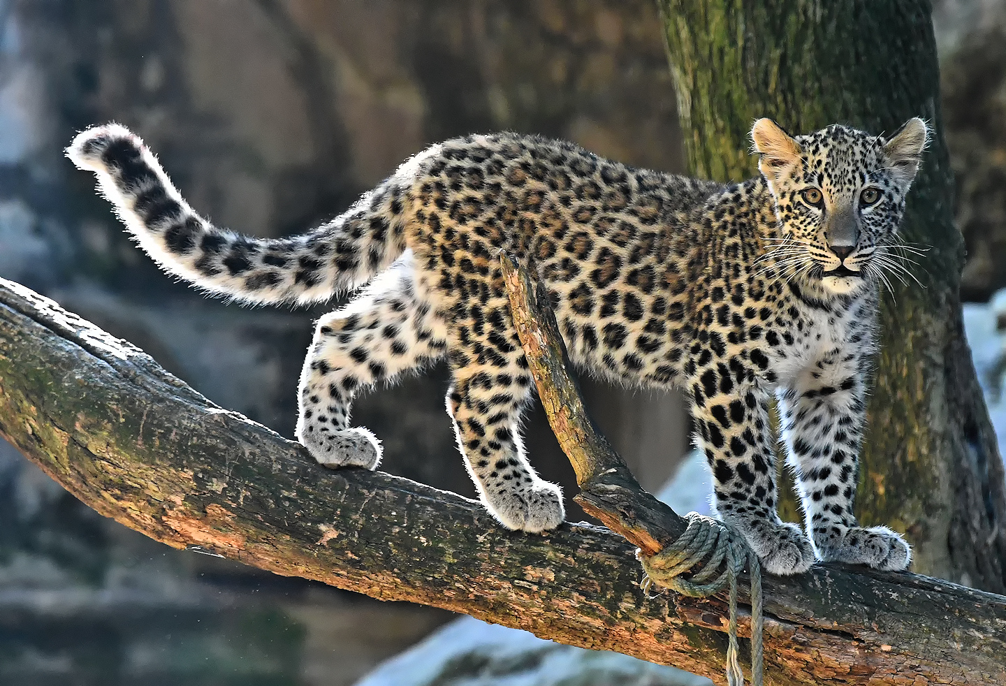 Leopard, Kölner Zoo