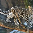 Leopard, Kölner Zoo
