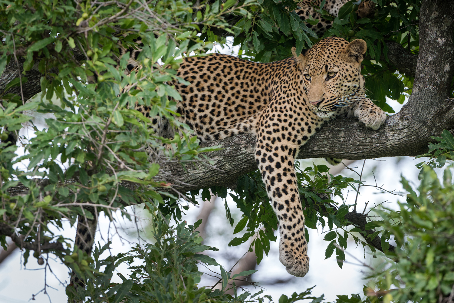 Leopard Krügerpark Südafrika