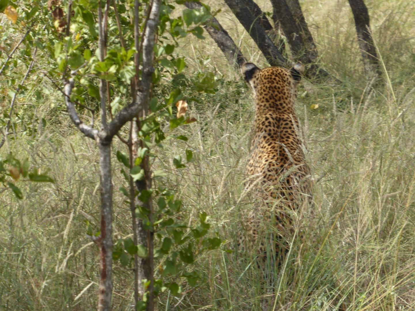 leopard, kruger national park