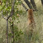 leopard, kruger national park