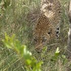 leopard, kruger national park