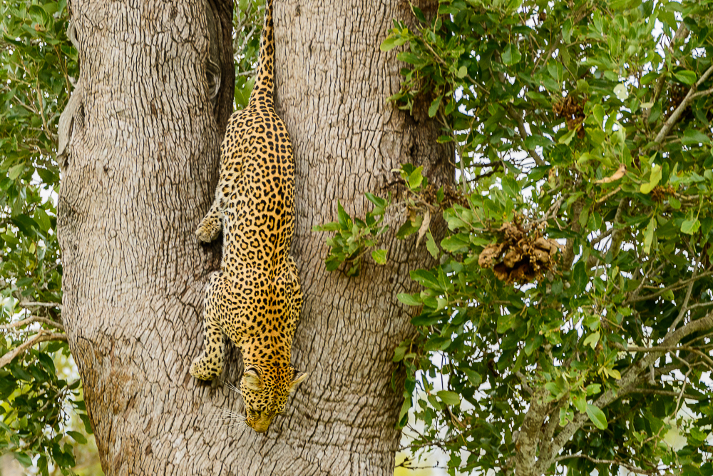 Leopard Kruger Park