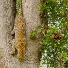 Leopard Kruger Park