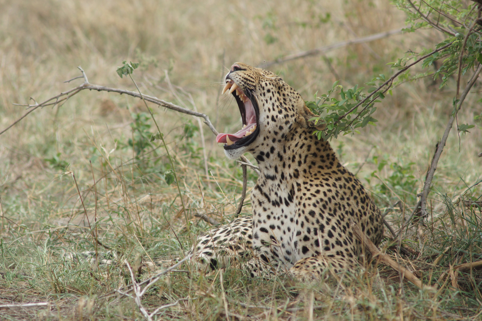 Leopard Kruger Park Südafrika