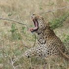 Leopard Kruger Park Südafrika