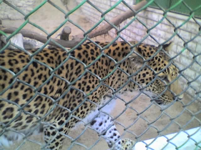 Leopard, Kuwait Zoo, Staat Kuwait