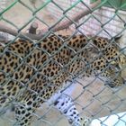 Leopard, Kuwait Zoo, Staat Kuwait