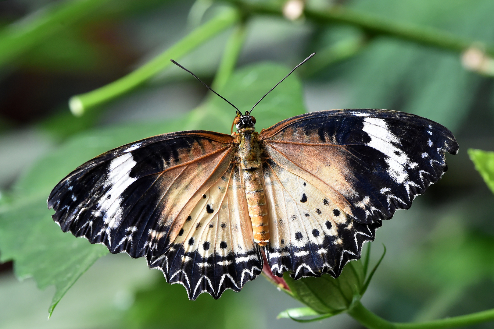 Leopard Lacewing