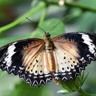 Leopard Lacewing