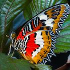 Leopard Lacewing (Cethosia cyane)