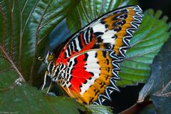 Leopard Lacewing (Cethosia cyane)