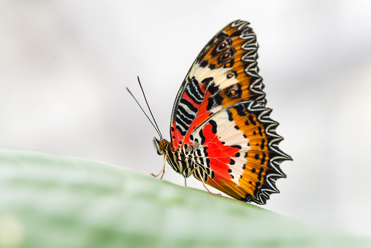 Leopard Lacewing (Cethosia Cyane)