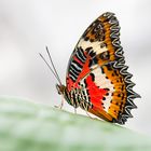 Leopard Lacewing (Cethosia Cyane)