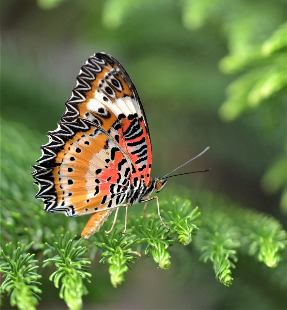 Leopard Lacewing