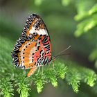 Leopard Lacewing