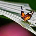 Leopard Lacewing (Danke an bayucca)