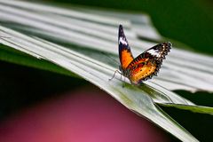 Leopard Lacewing (Danke an bayucca)