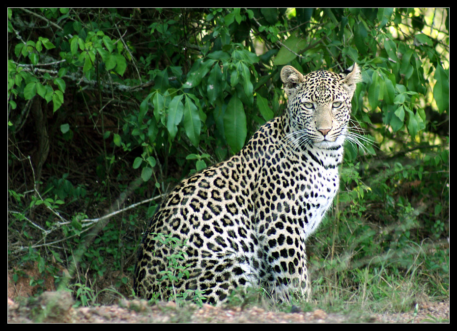 Leopard, Lake Mburo NP, Uganda