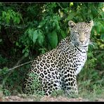 Leopard, Lake Mburo NP, Uganda