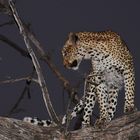 Leopard, leicht genervt