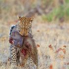 Leopard, Linyanti-Gebiet, Botswana-1073