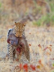 Leopard, Linyanti-Gebiet, Botswana-1073