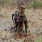 Leopard Linyanti-Region, Botswana